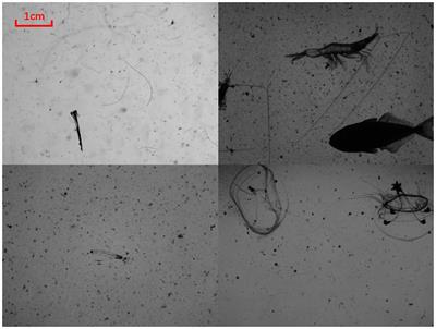 Automated zooplankton size measurement using deep learning: Overcoming the limitations of traditional methods